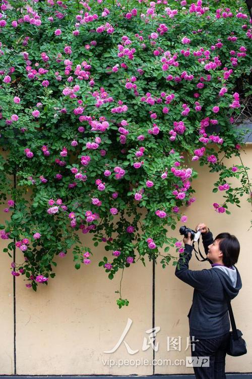 南京市花