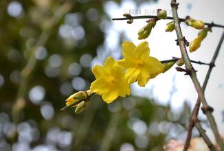 2月开什么花