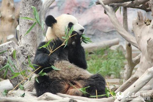 大熊猫生活习性