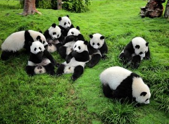 大熊猫生活习性