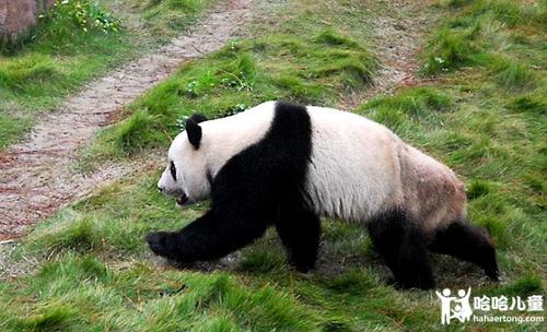 大熊猫的生活习性