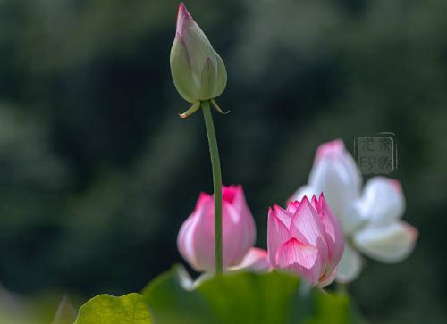 白莲花是什么意思