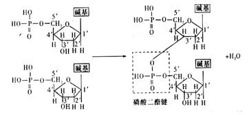 核苷酸的作用