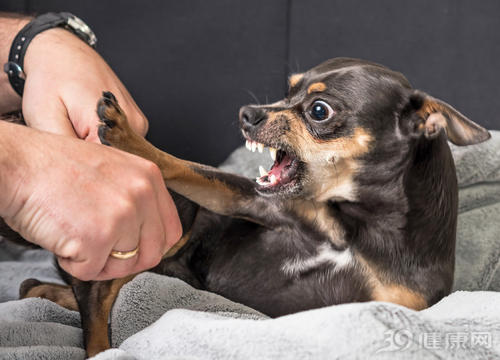 什么样的狗咬人会得狂犬病