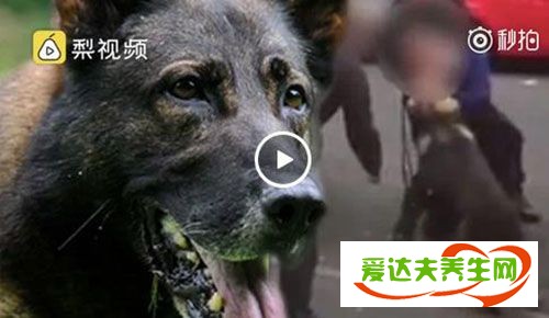 什么样的狗咬人会得狂犬病