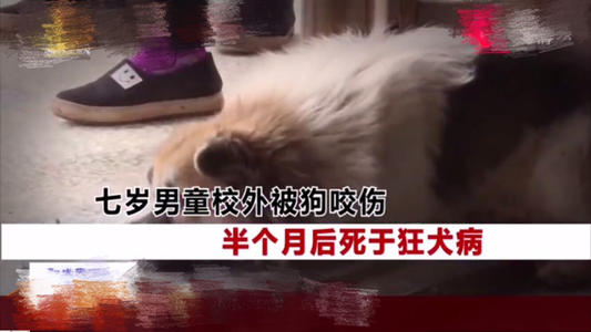 什么样的狗咬人后会得狂犬病