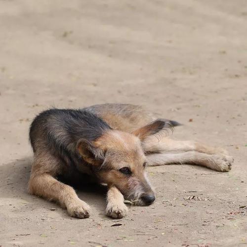 为什么狗咬人10天就打狂犬疫苗