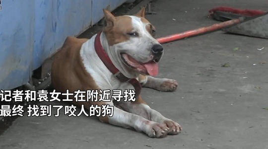 狗咬伤人一般怎么赔偿