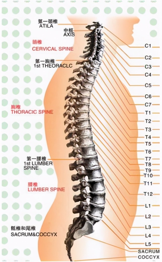 腰间盘突出正确睡姿图