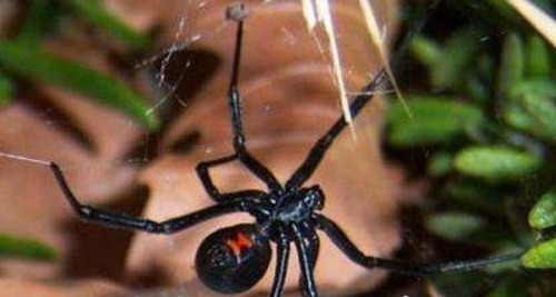 中国十大毒蜘蛛