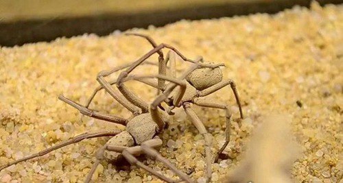 中国十大毒蜘蛛
