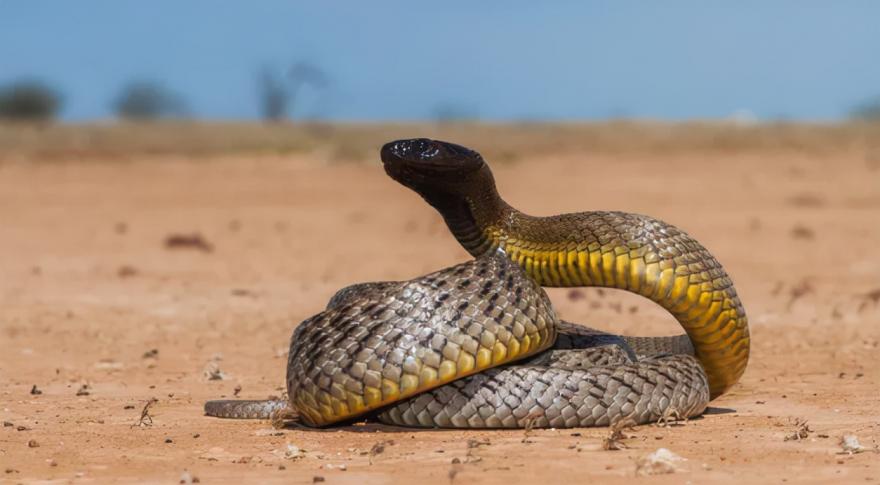 世界十大毒蛇排名