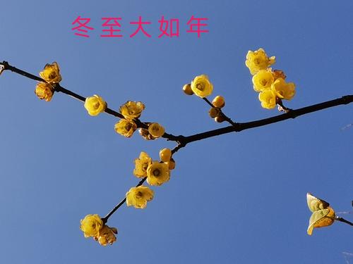 冬至大如年