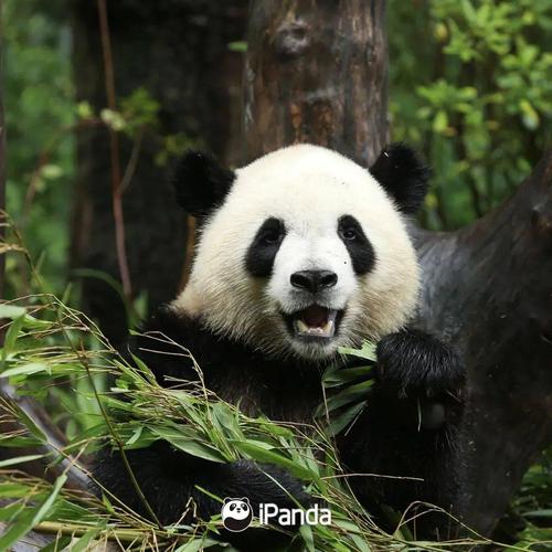 大熊猫喜欢玩什么东西