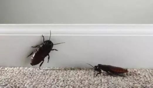 家里蟑螂多是什么原因引起的