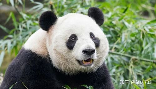 大熊猫没有天敌为什么