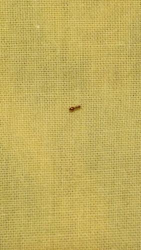 夏天床上有蚂蚁是怎么回事