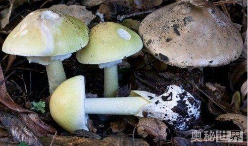 白蘑菇里面有一圈黑色能吃吗