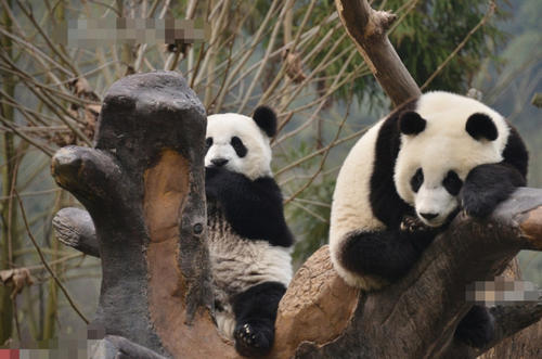 大熊猫活化石之称的原因