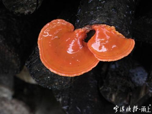 颜色鲜艳的蘑菇一定有毒吗