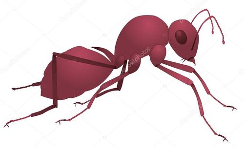 红蚂蚁的危害有多大