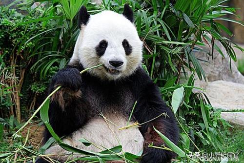 大熊猫为什么是黑白的