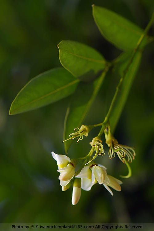 槐花吃花蕾还是开放的花朵